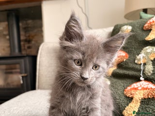 Maine Coon cats Halloween babies 🎃🐈⬛ 2 girls left - Advert 11