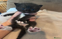 British Shorthair cats for sale: British shorthair tabbys - Image 4