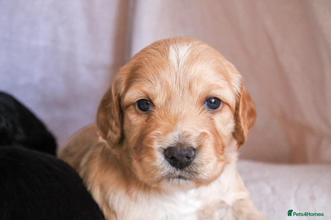 Cocker Spaniel dogs for sale: Halo  - Advert 2