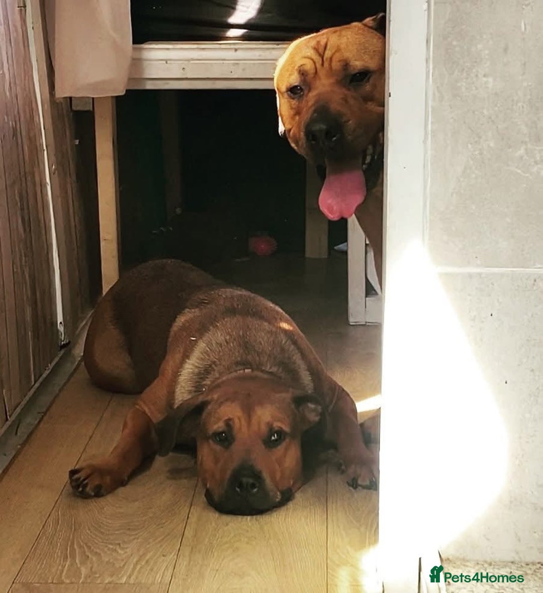 Mixed Breed dogs for sale: F4 STAFFWEILERS - Image 12