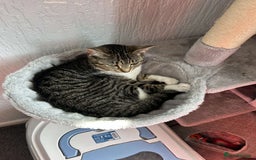 Mixed Breed cats for sale: Female Cat For Sale - Image 3