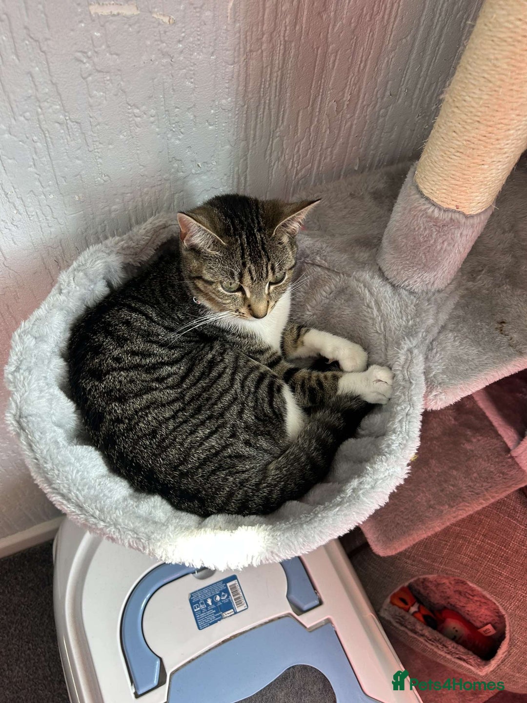 Mixed Breed cats for sale: Female Cat For Sale - Image 3