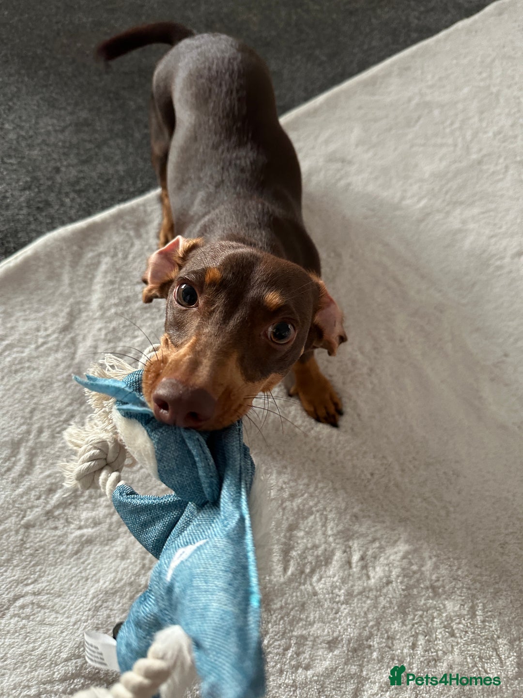 Miniature Dachshund dogs for sale: Miniature dachshund - Image 7