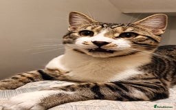 Bengal cats for sale: Bengal X Kittens High % Wild Asian Leopard Cat.  - Image 3