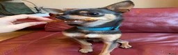 Chihuahua dogs for sale: Pedigree Teacup Chihuahua for Rehoming  - Advert 11