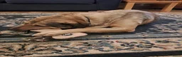 Mixed Breed dogs for adoption: 🐾OWAIN - THE FAMILY DOG YOU’VE BEEN WAITING FOR🐾 in Malvern - Advert 3