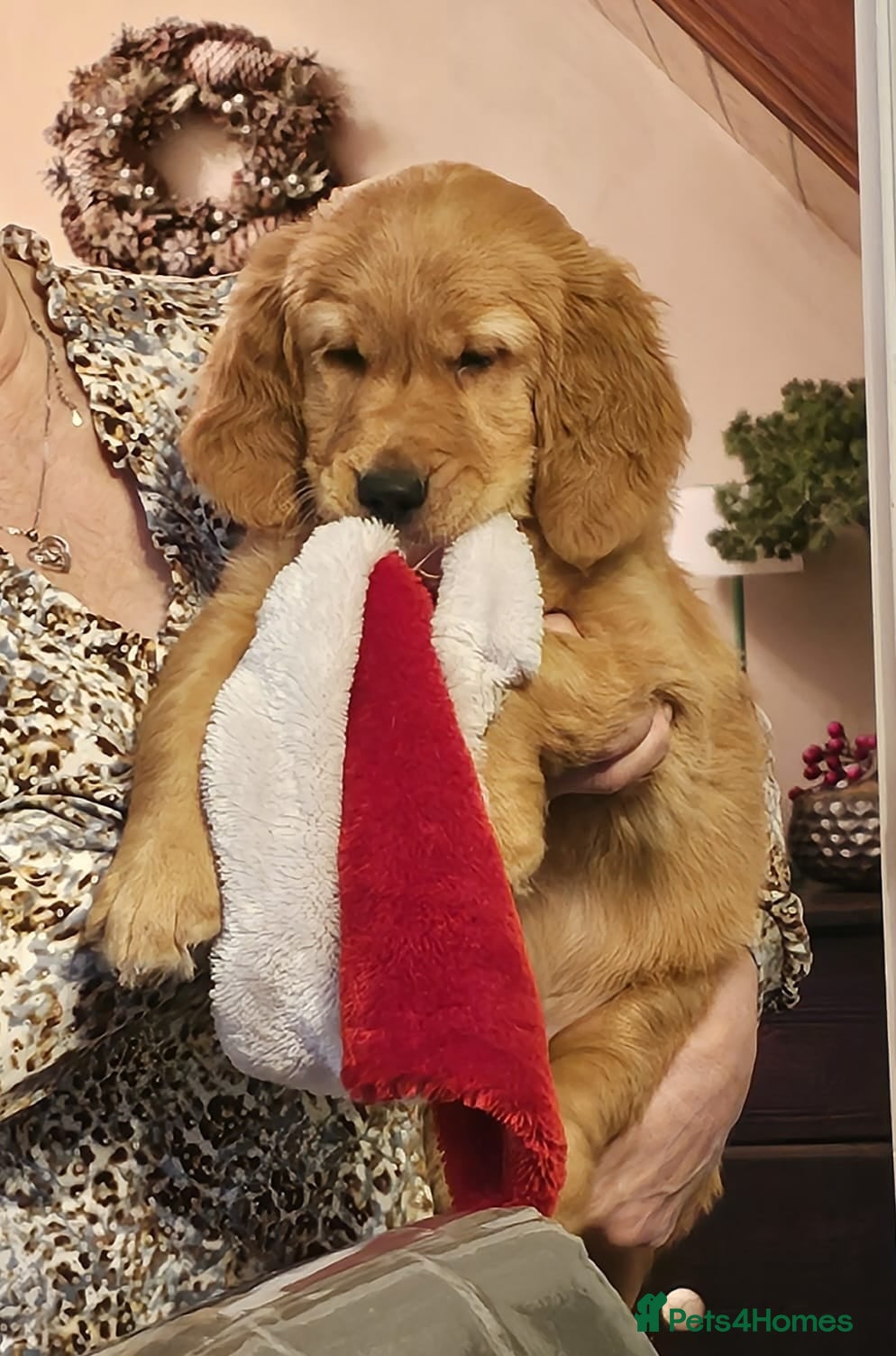 Golden Retriever dogs Beautiful Chunky Golden Retriever Pup⁹s - Advert 9