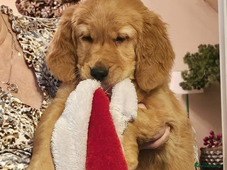 Golden Retriever dogs Beautiful Chunky Golden Retriever Pup⁹s - Advert 9