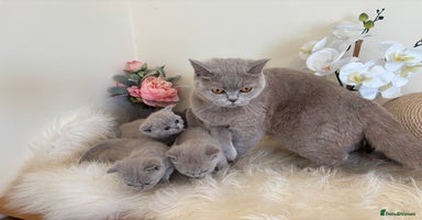 British Shorthair cats - Advert 13