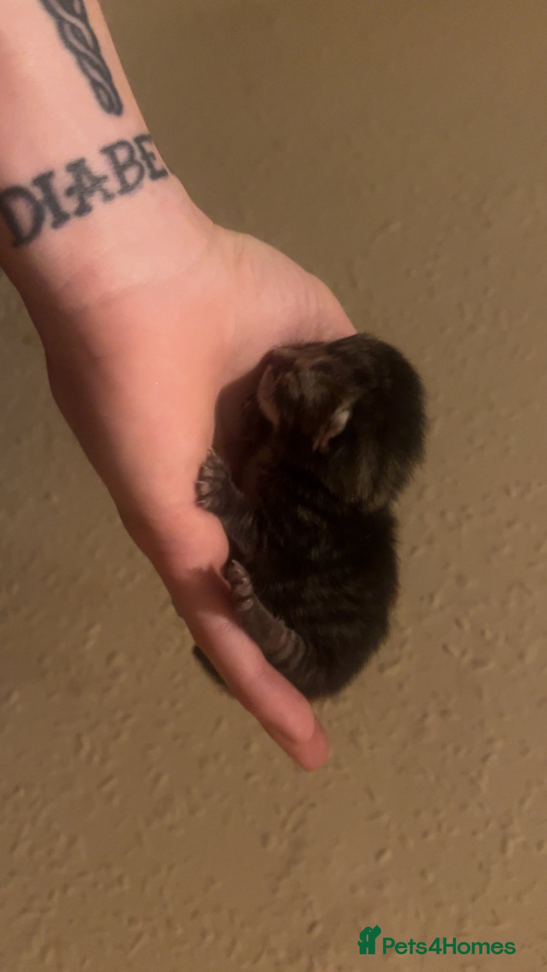Mixed Breed cats for sale: Black Tabby kittens - Image 14
