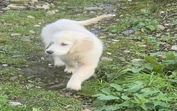 Golden Retriever dogs for sale: Gorgeous golden retriever male puppy - Advert 4