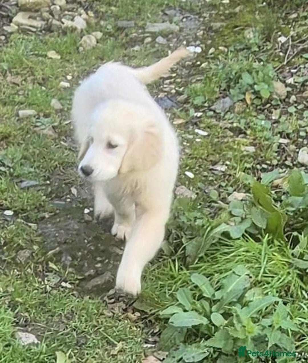 Golden Retriever dogs for sale: Gorgeous golden retriever male puppy - Advert 4
