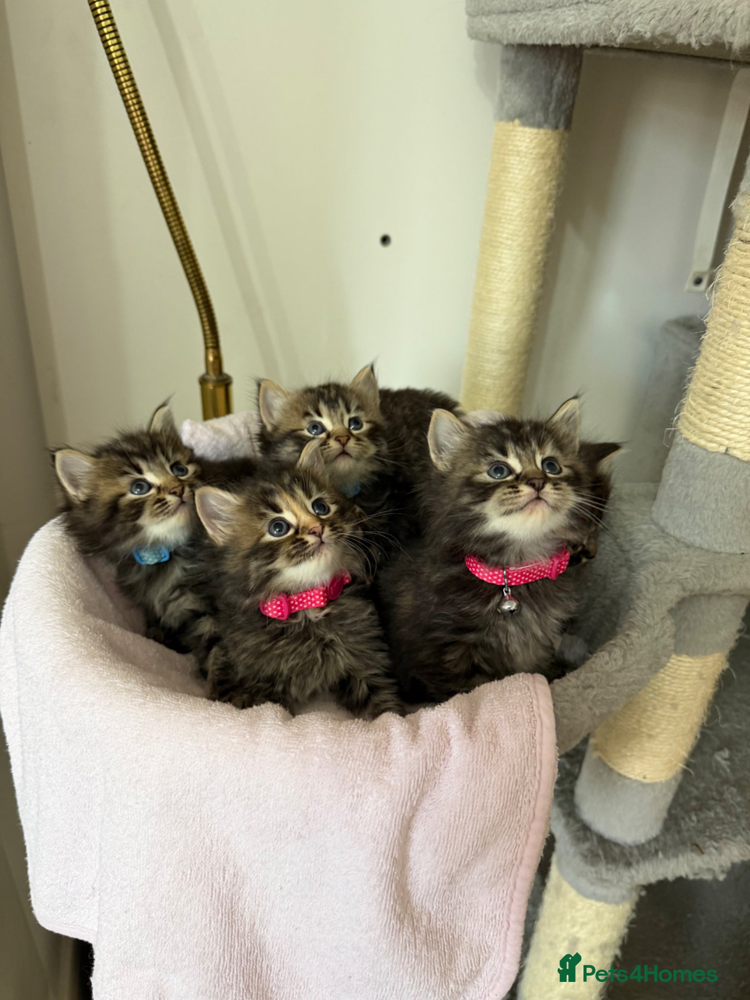 LaPerm cats Short legs LaPerm puffs ready to Reserve - Advert 5