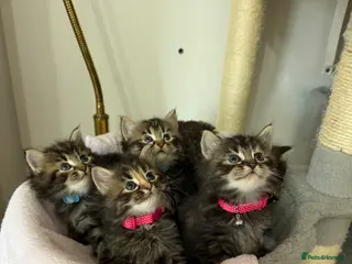 LaPerm cats Short legs LaPerm puffs ready to Reserve - Advert 5