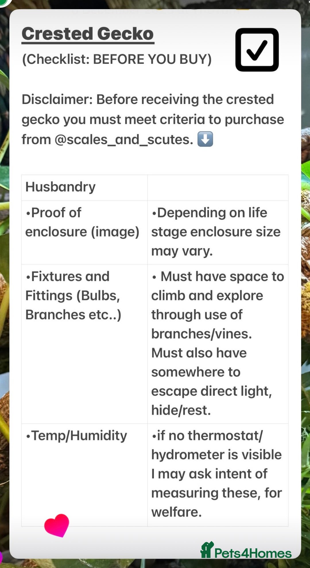 Gecko reptiles for sale: Crested Gecko (lillyxPhantom) - Advert 4