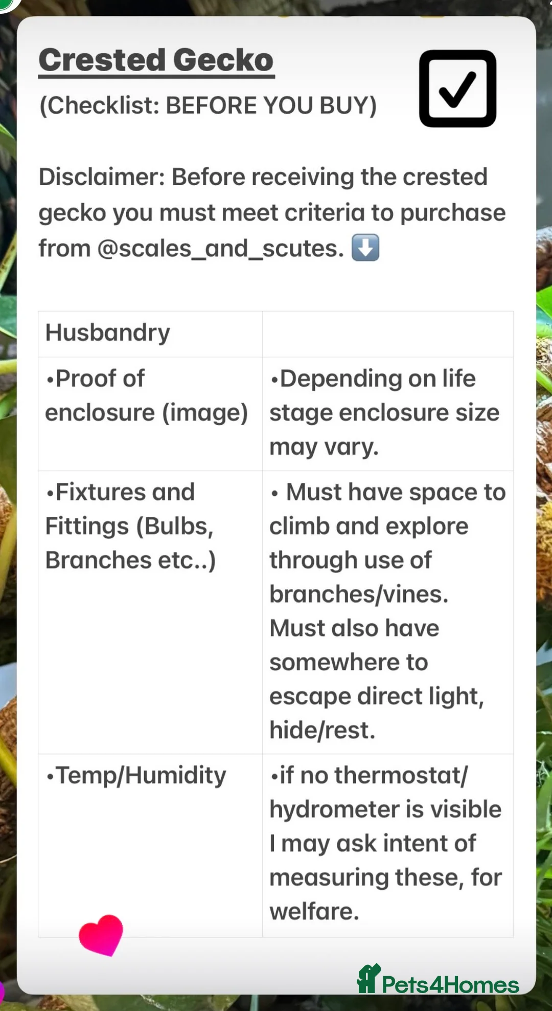 Gecko reptiles for sale: Crested Gecko (still available) - Advert 6