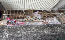 Guinea Pig rodents for sale: Tom/Jerry - Image 2