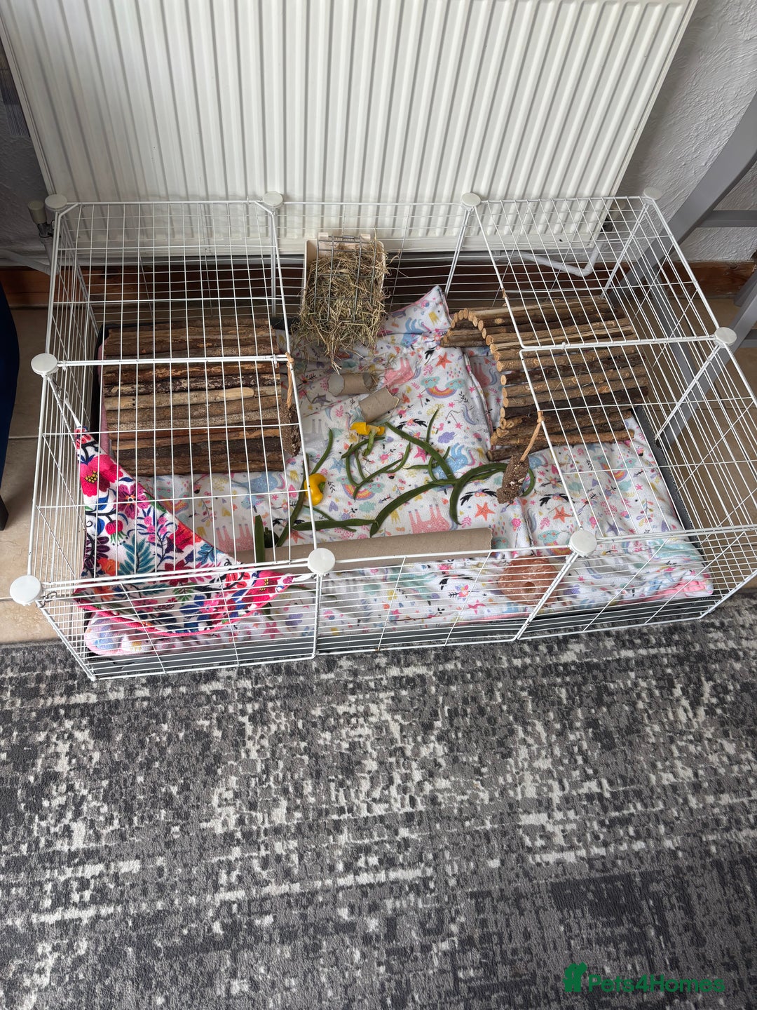 Guinea Pig rodents for sale: Tom/Jerry - Image 2