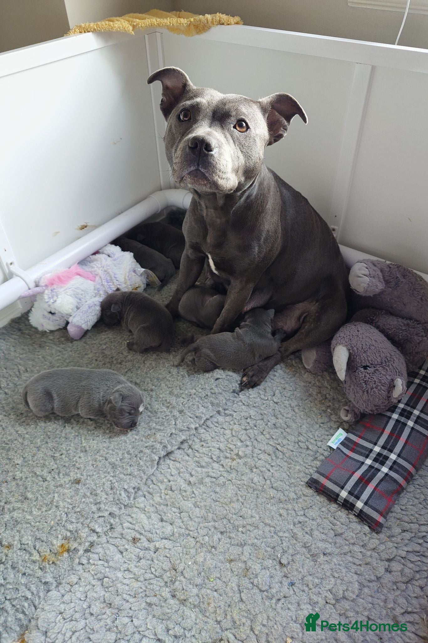 Staffordshire Bull Terrier dogs Staffordshire Bull Terrier pups - Advert 1