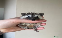 Pygmy Hedgehog rodents for sale: 1x male hoglet available to reserve  - Image 2