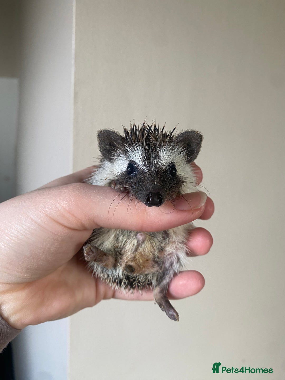 Pygmy Hedgehog rodents for sale: 1x male hoglet available to reserve  - Image 2