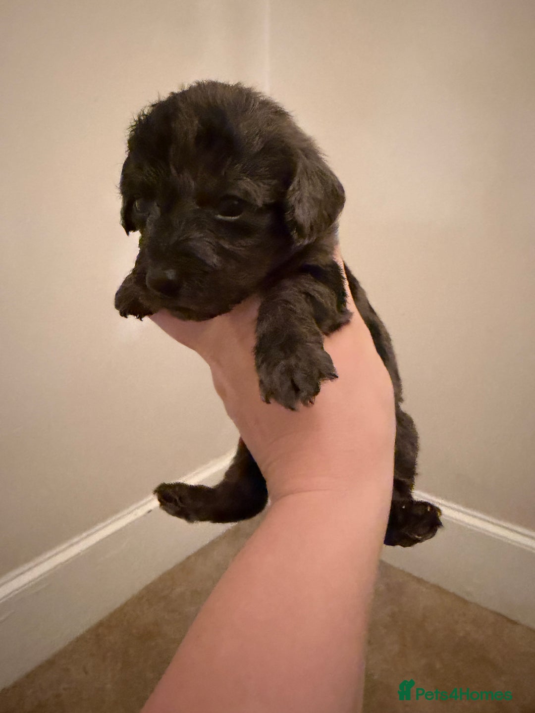 Mixed Breed dogs for sale: Miniature Doxiepoos  - Advert 4