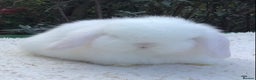 Mini Lop rabbits for sale: Mini lop doe - Advert 3