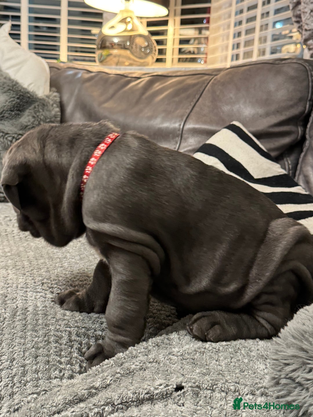 Mastiff dogs for sale: Mastiff puppies (Neapolitan) - Advert 4