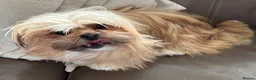 Lhasa Apso dogs for sale: Kc Reg Lhasa Apso pups Due - Advert 5