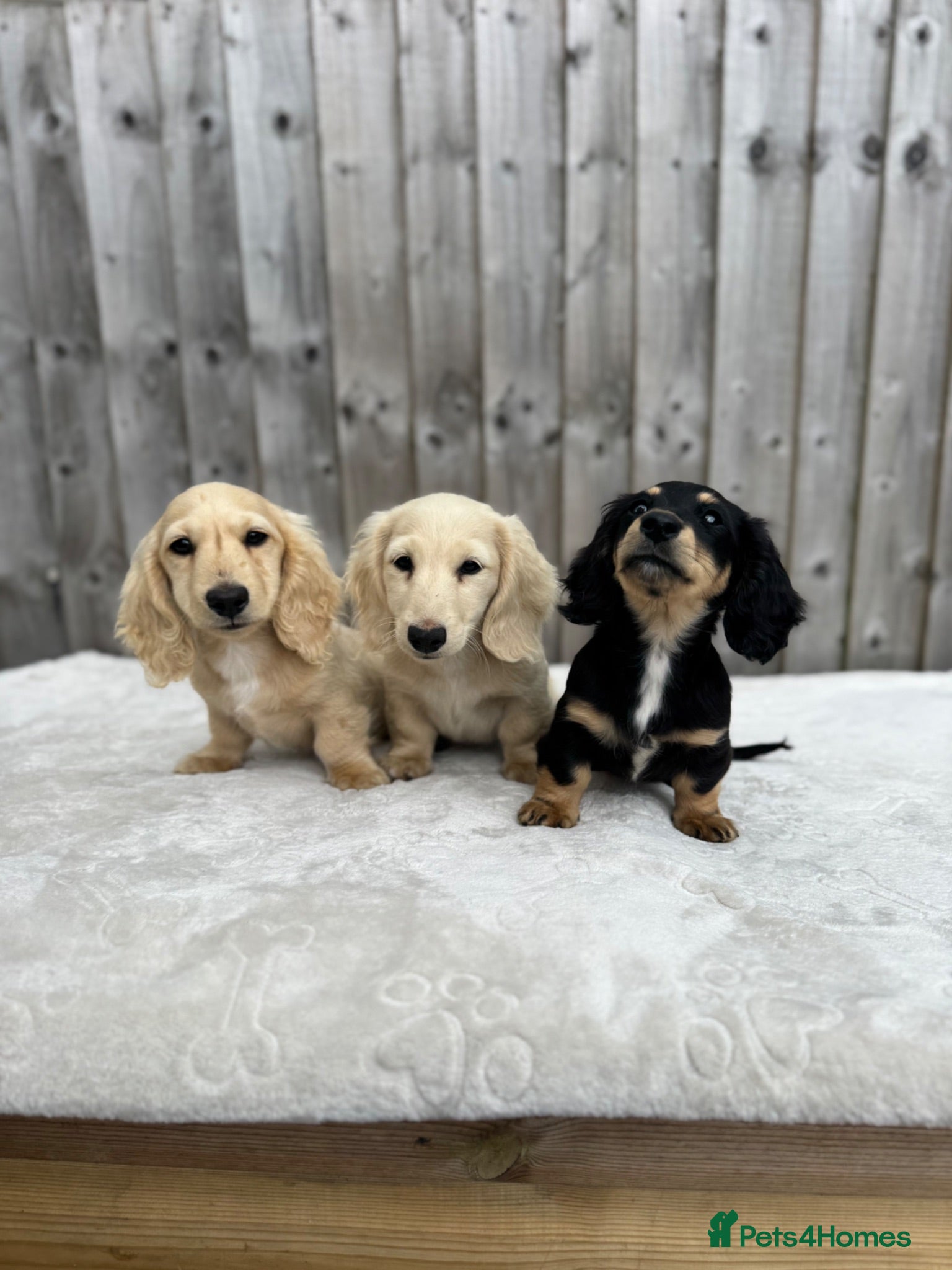 Miniature Dachshund dogs for sale: KC cream dachshunds  - Advert 1