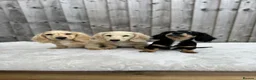 Miniature Dachshund dogs for sale: KC cream dachshunds  - Advert 1