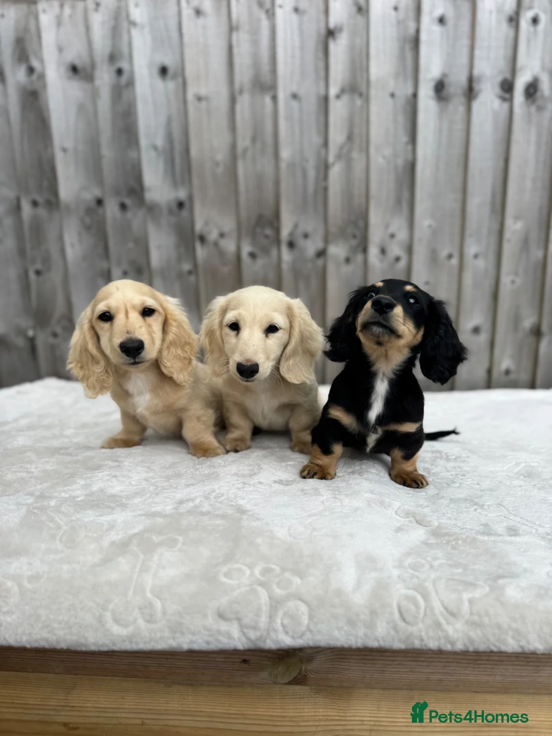Miniature Dachshund dogs for sale: KC cream dachshunds  - Advert 1