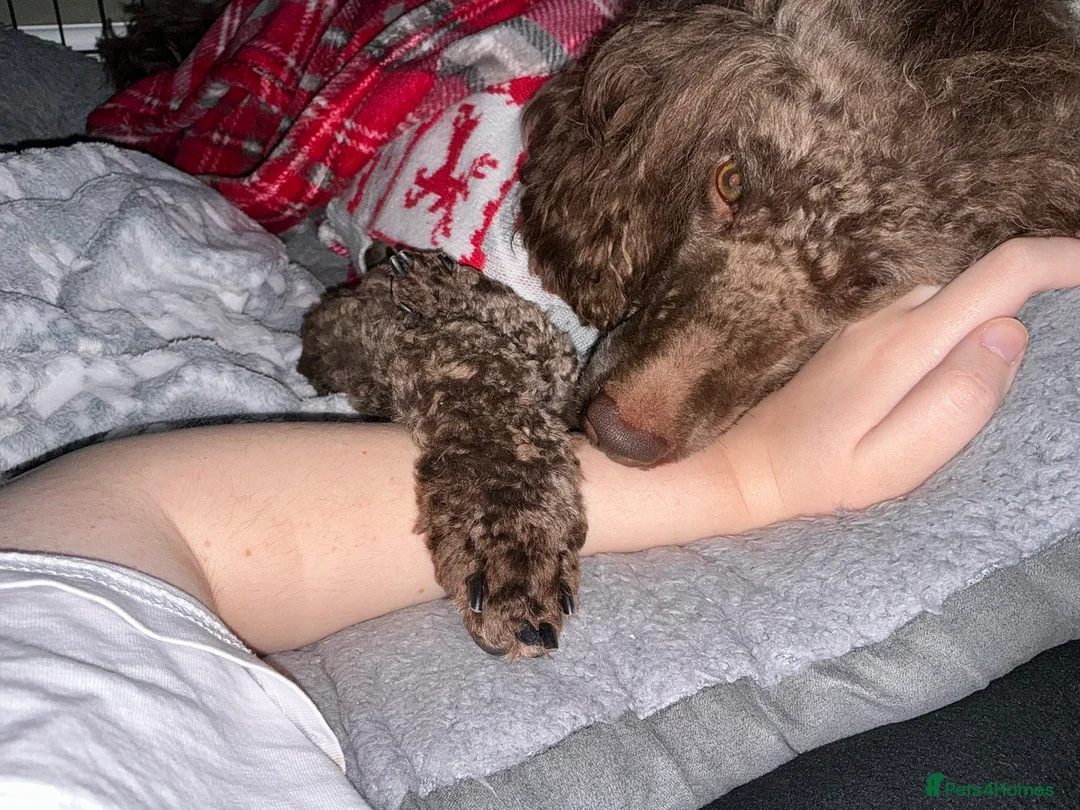 Poodle dogs for sale: Male chocolate moyen poodle looking for a new home - Advert 1