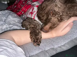 Poodle dogs Male chocolate moyen poodle looking for a new home - Advert 3