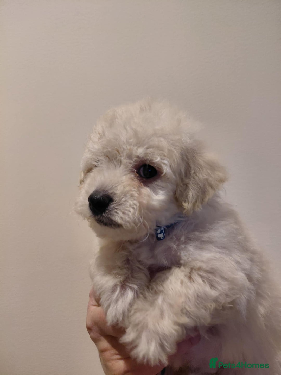 Maltipoo dogs for sale: Beautiful Maltipoo puppies - Advert 8