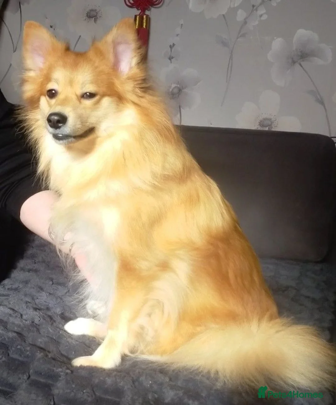 German Spitz dogs for sale: Mr Paul McFadden  in Stoke-on-Trent - Advert 1