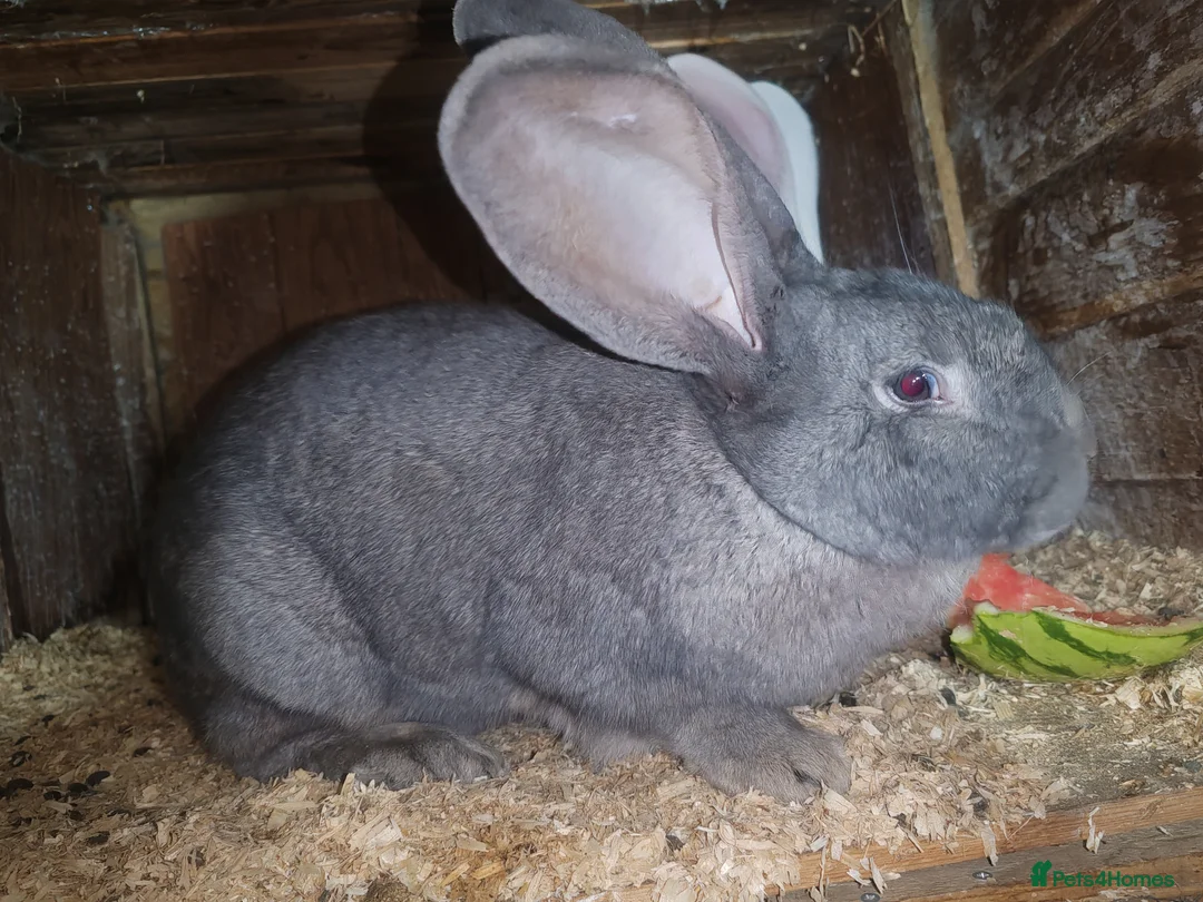 Continental Giant rabbits for sale: Pure and rare colour grey blue giant continental - Advert 2