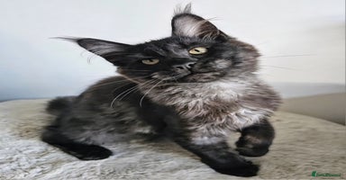 Maine Coon cats - Advert 14
