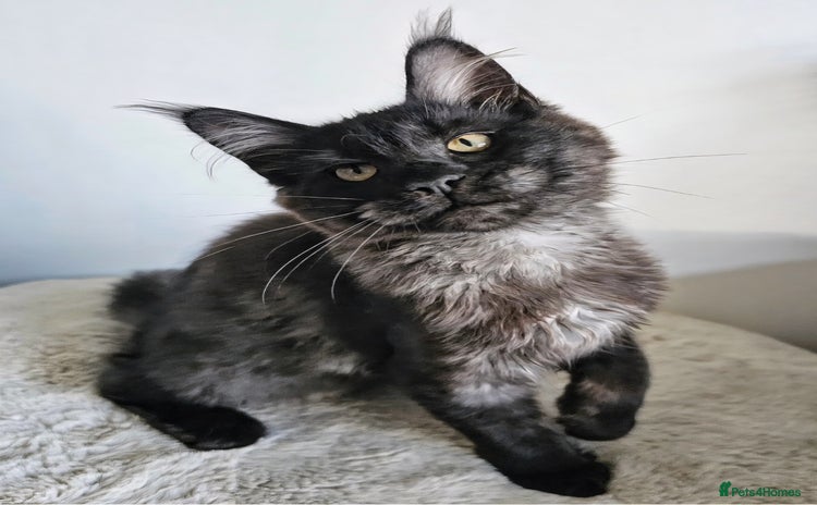 Maine Coon cats - Advert 2