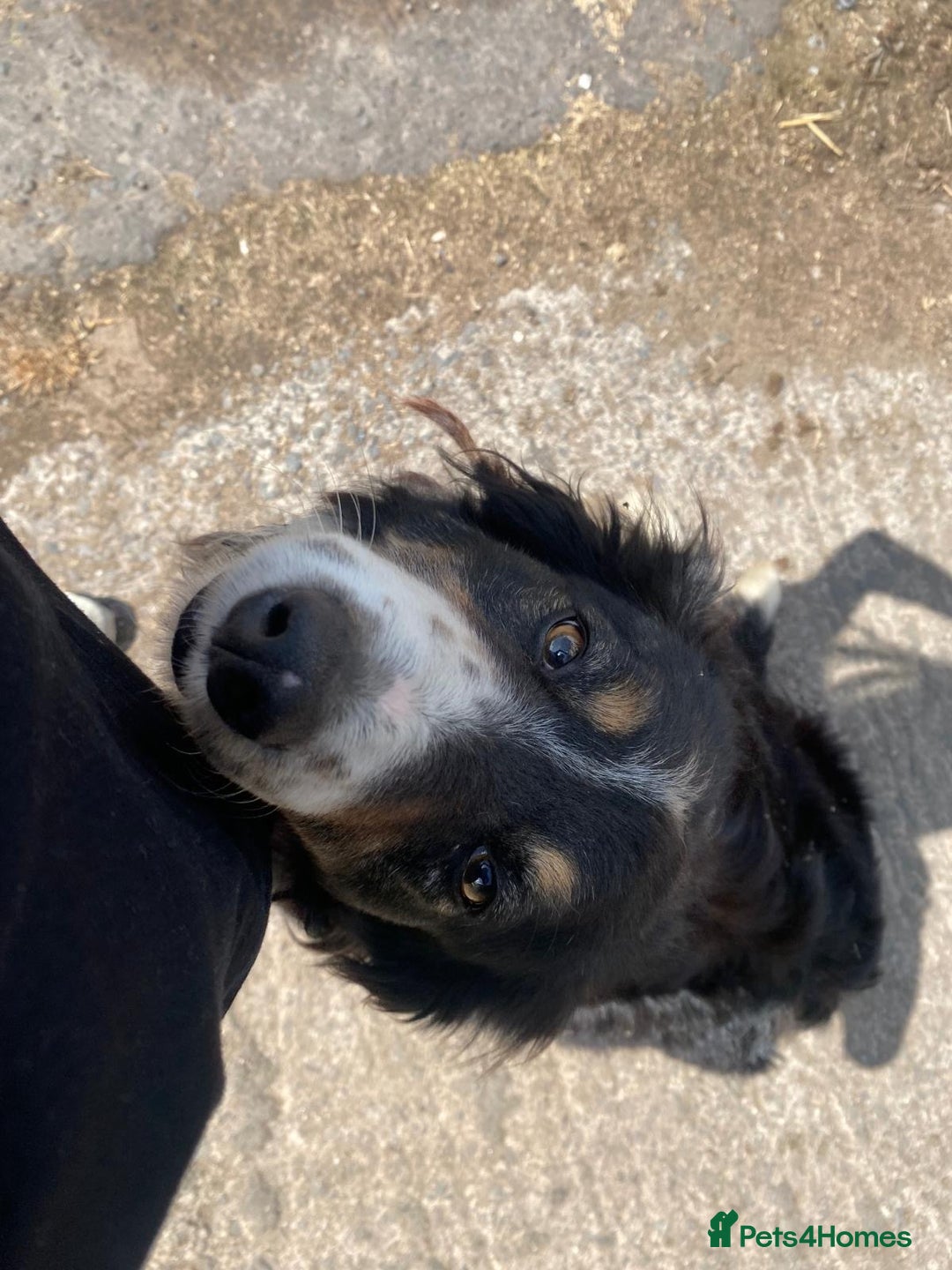 Border Collie dogs for sale: 7 collie puppies available end of October  - Image 2