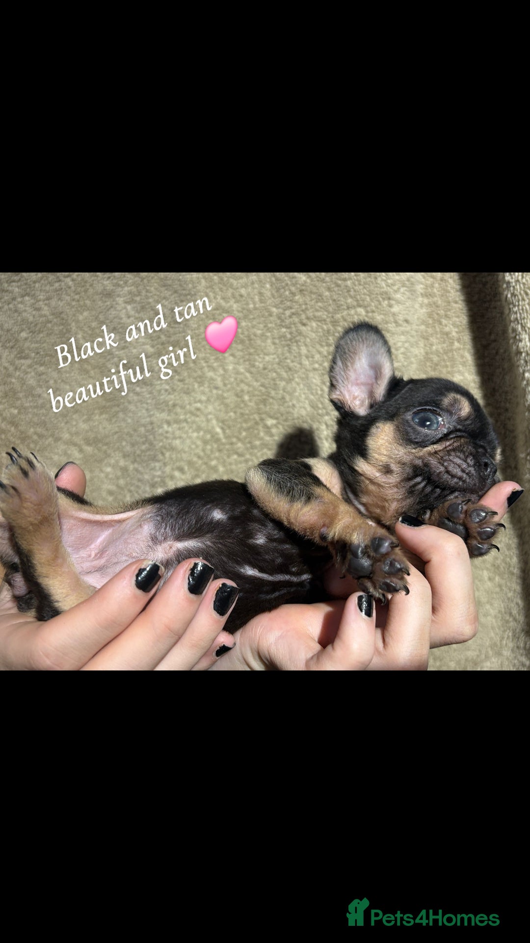 French Bulldog dogs for sale: Beautiful French bulldog puppies  - Image 4