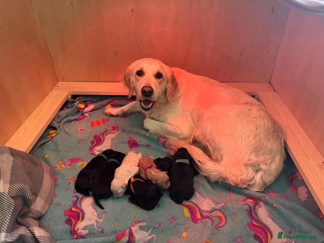 Mini Goldendoodle dogs for sale: F1 Mini Goldendoodles in Deeside - Advert 1