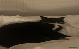 Mixed Breed cats for sale: Mixed female for sale  - Image 2