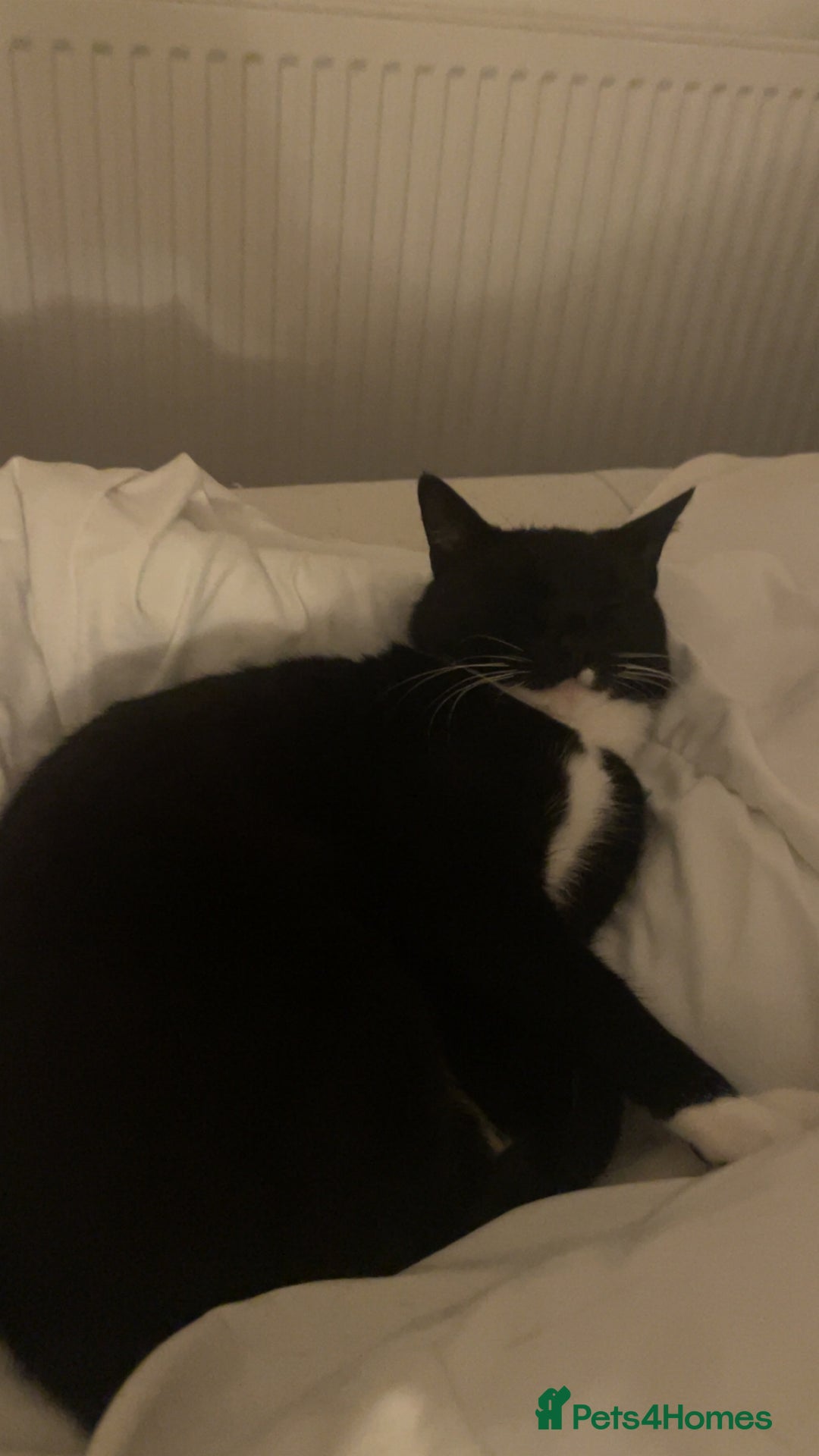Mixed Breed cats for sale: Mixed female for sale  - Image 2