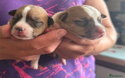 Jack Russell dogs for sale: Bred From Health Tested Parents - Image 18