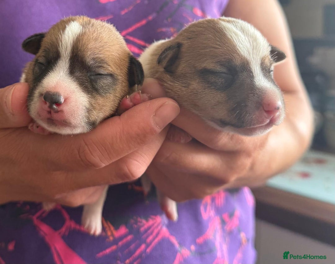 Jack Russell dogs for sale: Bred From Health Tested Parents - Image 18