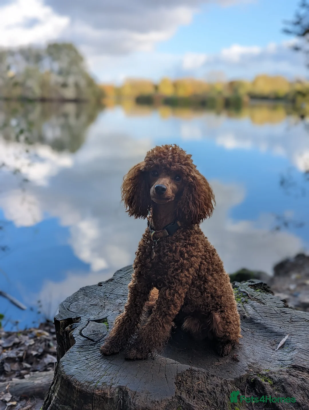 Toy Poodle dogs for stud: Stunning KC poodle stud in Reading - Advert 5