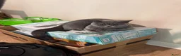 British Shorthair cats for sale: Grey British Shorthair Cat - Advert 5