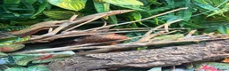 Bearded Dragon reptiles for sale:     Gorgeous Beardie Looking for New Home in Pudsey - Advert 1