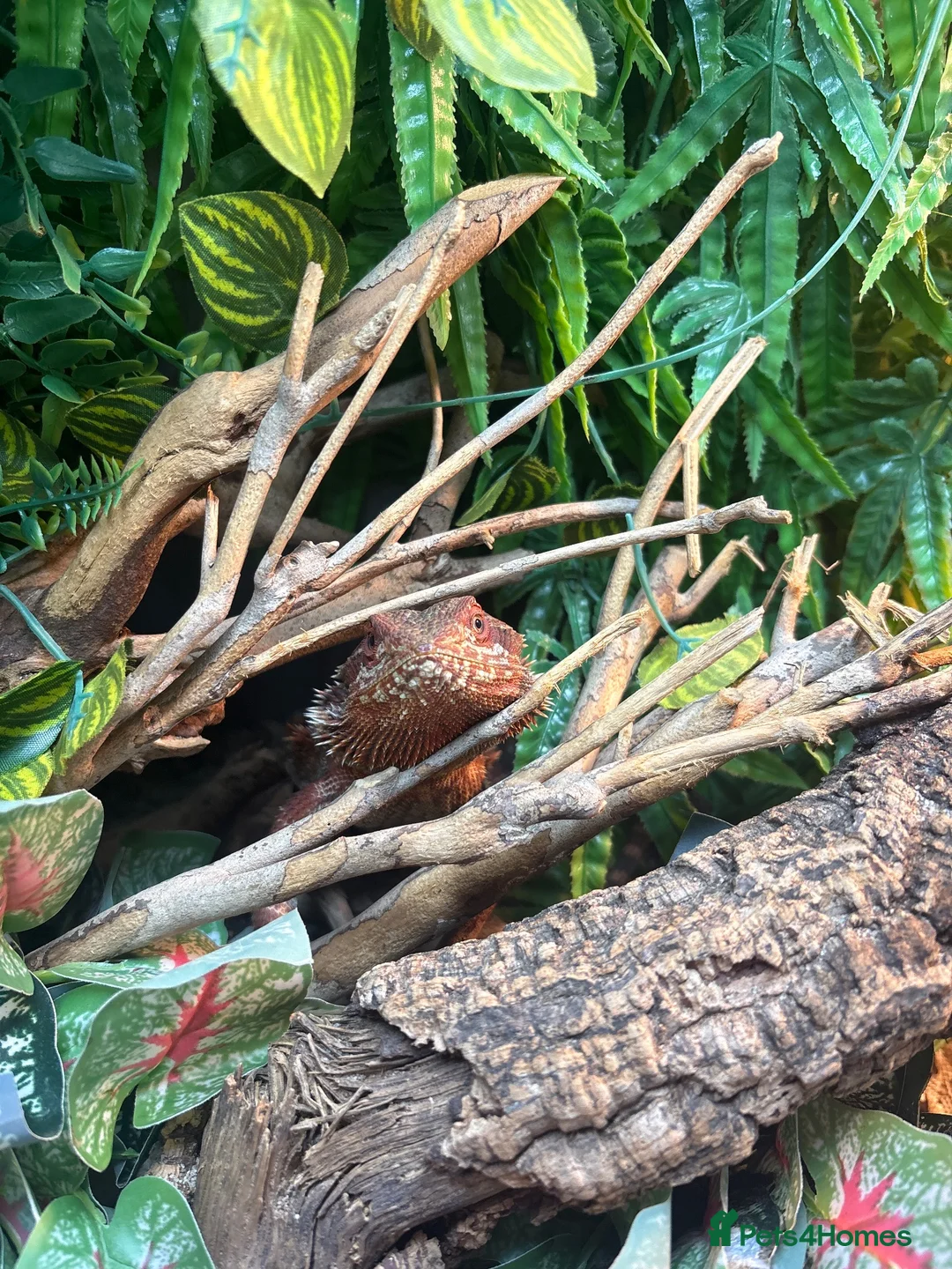 Bearded Dragon reptiles for sale:     Gorgeous Beardie Looking for New Home in Pudsey - Advert 1